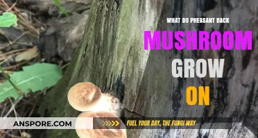 Where Do Pheasant Back Mushrooms Thrive? Uncovering Their Natural Habitat