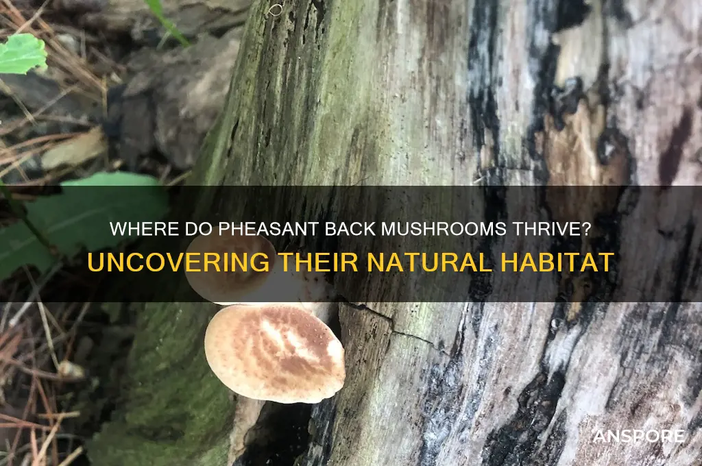 what do pheasant back mushrooms grow on