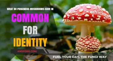 Identifying Poisonous Mushrooms: Common Traits and Key Characteristics