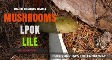 Identifying Poisonous Russula Mushrooms: A Visual Guide to Their Appearance