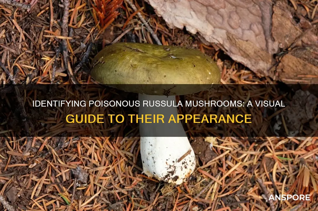 what do poisonous russula mushrooms lpok lile