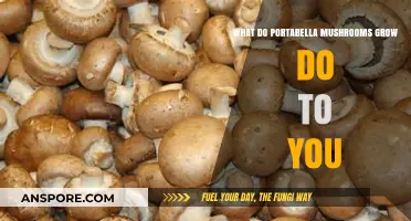 Portabella Mushrooms: Health Benefits, Culinary Uses, and Nutritional Impact