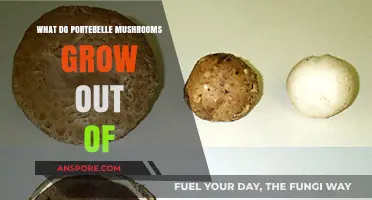 Portobello Mushrooms: Unveiling Their Natural Growing Substrate and Habitat