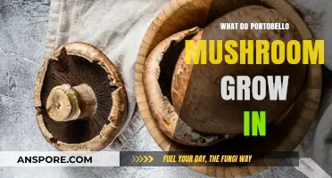 Where Do Portobello Mushrooms Thrive? Unveiling Their Ideal Growing Medium