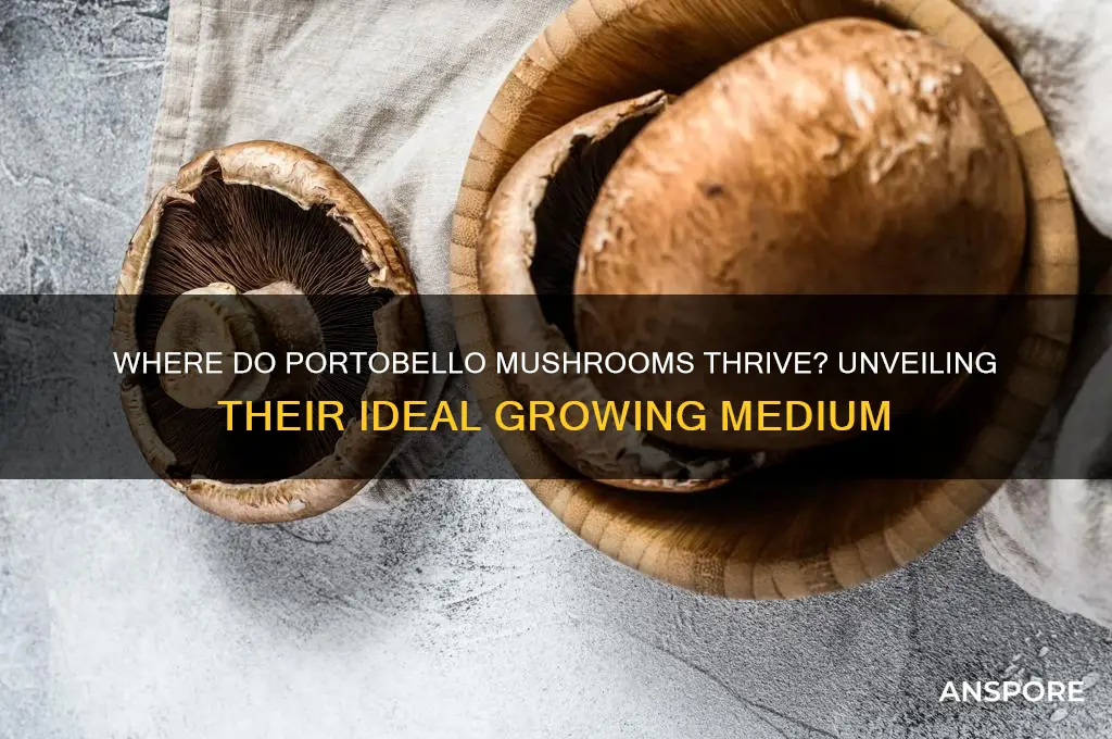 what do portobello mushrooms grow in