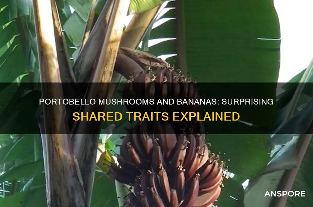 what do portobello mushrooms have in common with bananas