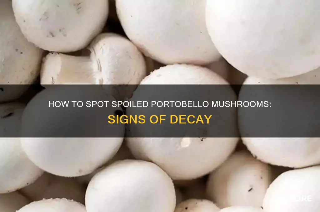 what do portobello mushrooms look like when they go bad