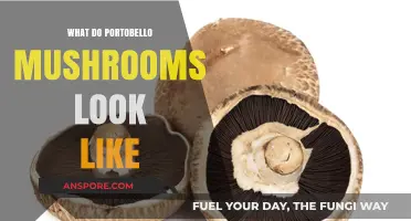 Identifying Portobello Mushrooms: A Visual Guide to Their Unique Appearance