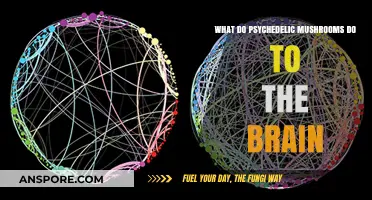 Unveiling Psychedelic Mushrooms' Impact on Brain Function and Perception