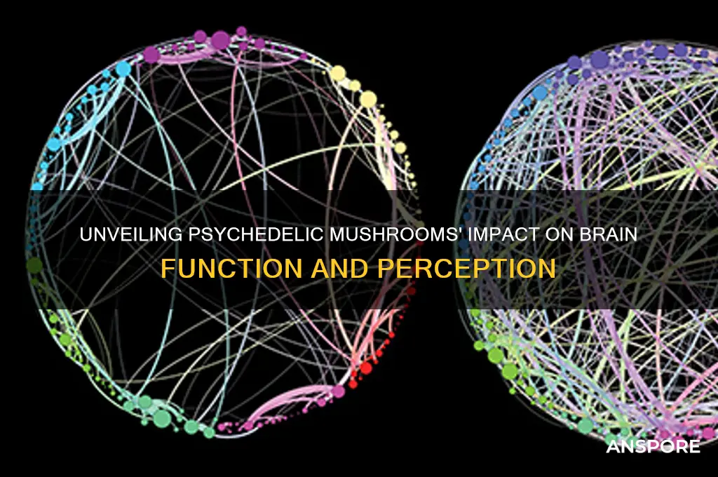 what do psychedelic mushrooms do to the brain
