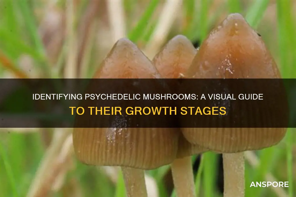 what do psychedelic mushrooms look like growing