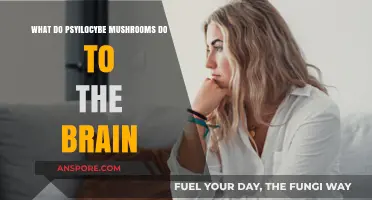 How Psilocybe Mushrooms Alter Brain Function and Perception