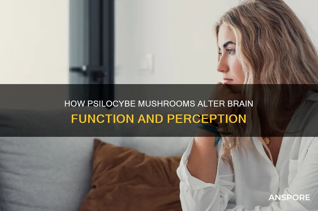 what do psyilocybe mushrooms do to the brain