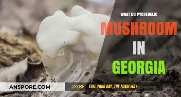 Exploring Psychedelic Mushrooms in Georgia: Species, Laws, and Risks