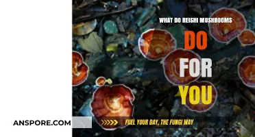 Reishi Mushrooms: Unlocking Health Benefits and Wellness Secrets for You