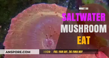 Unveiling the Diet of Saltwater Mushrooms: A Deep Dive into Their Nutrition