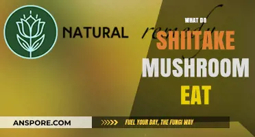 What Do Shiitake Mushrooms Eat? Unveiling Their Unique Nutrient Sources