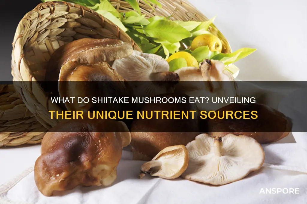 what do shiitake mushroom eat