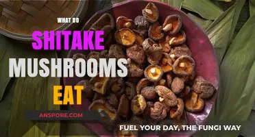 What Do Shiitake Mushrooms Eat? Unveiling Their Unique Dietary Habits