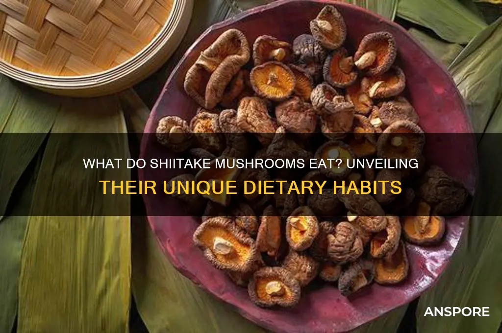 what do shitake mushrooms eat