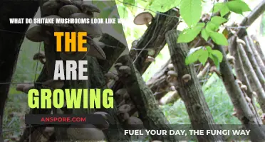 Shitake Mushroom Growth: Visual Guide to Their Unique Development Stages