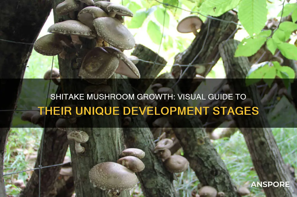 what do shitake mushrooms look like when the are growing