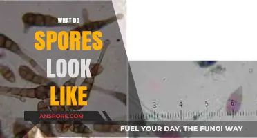 Exploring the Microscopic World: What Do Spores Really Look Like?