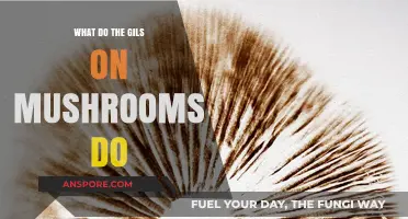 Unveiling the Mystery: The Role of Mushroom Gills Explained