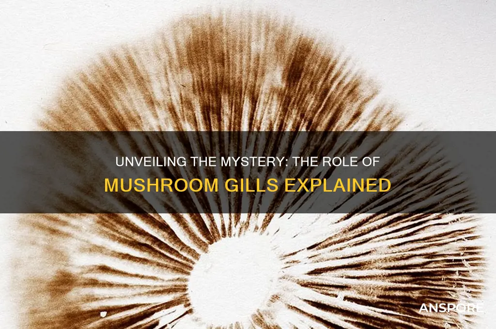 what do the gils on mushrooms do