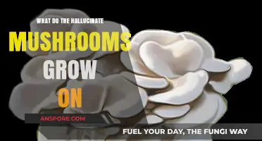 Where Hallucinogenic Mushrooms Thrive: Substrates and Growth Environments Explained