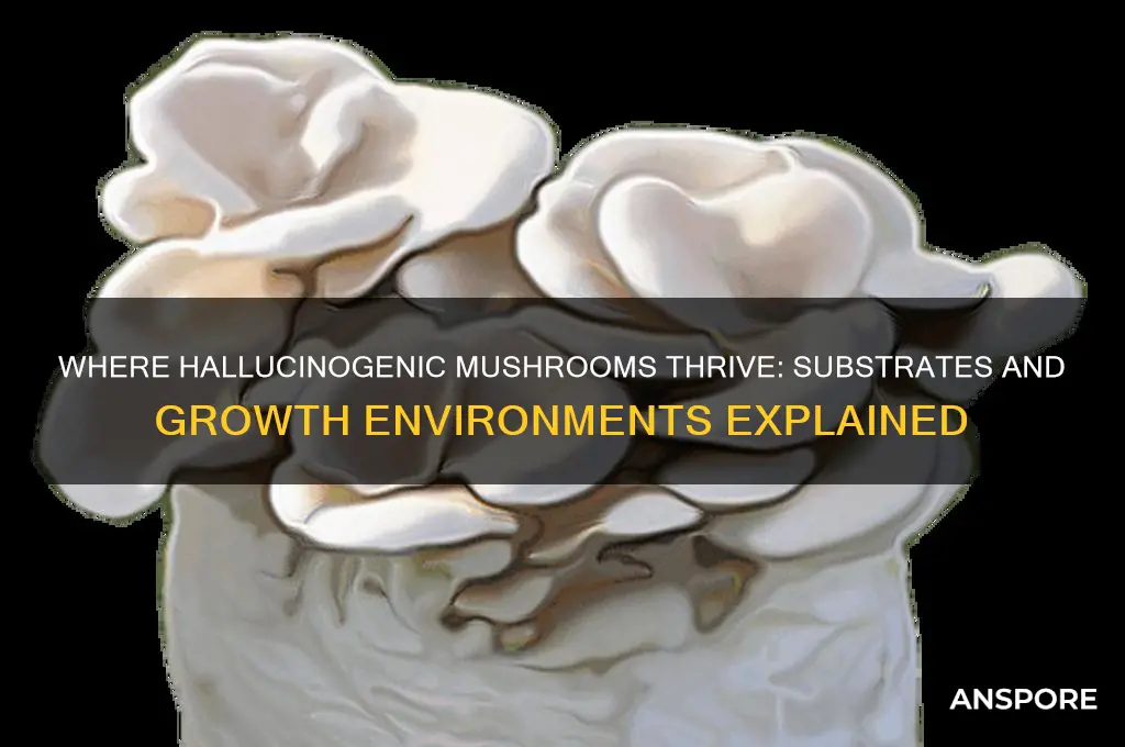 what do the hallucinate mushrooms grow on