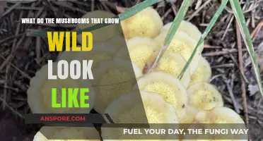 Identifying Wild Mushrooms: A Visual Guide to Their Unique Shapes and Colors