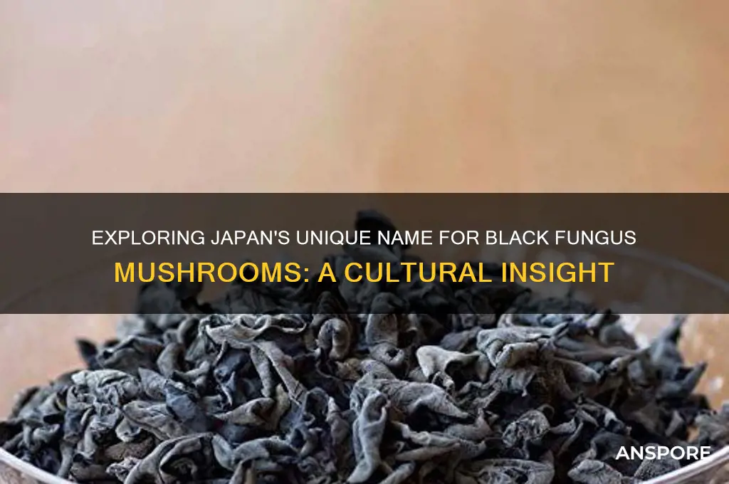 what do they call black fungus mushrooms in japan