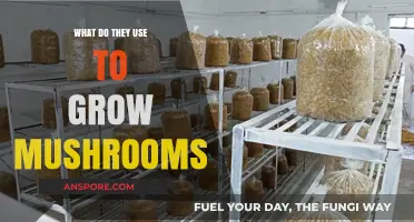 Unveiling Mushroom Cultivation: Substrates, Techniques, and Growing Essentials Explained