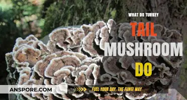 Turkey Tail Mushrooms: Unlocking Immune Support and Health Benefits