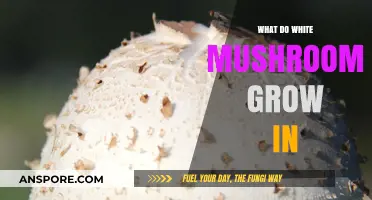 Where Do White Mushrooms Thrive? Exploring Their Ideal Growing Conditions