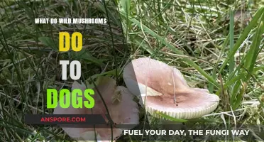 Wild Mushrooms and Dogs: Risks, Symptoms, and Safety Tips