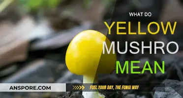 Yellow Mushrooms: A Warning or a Treat?