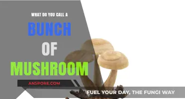 A Cluster of Caps: What to Call a Bunch of Mushrooms