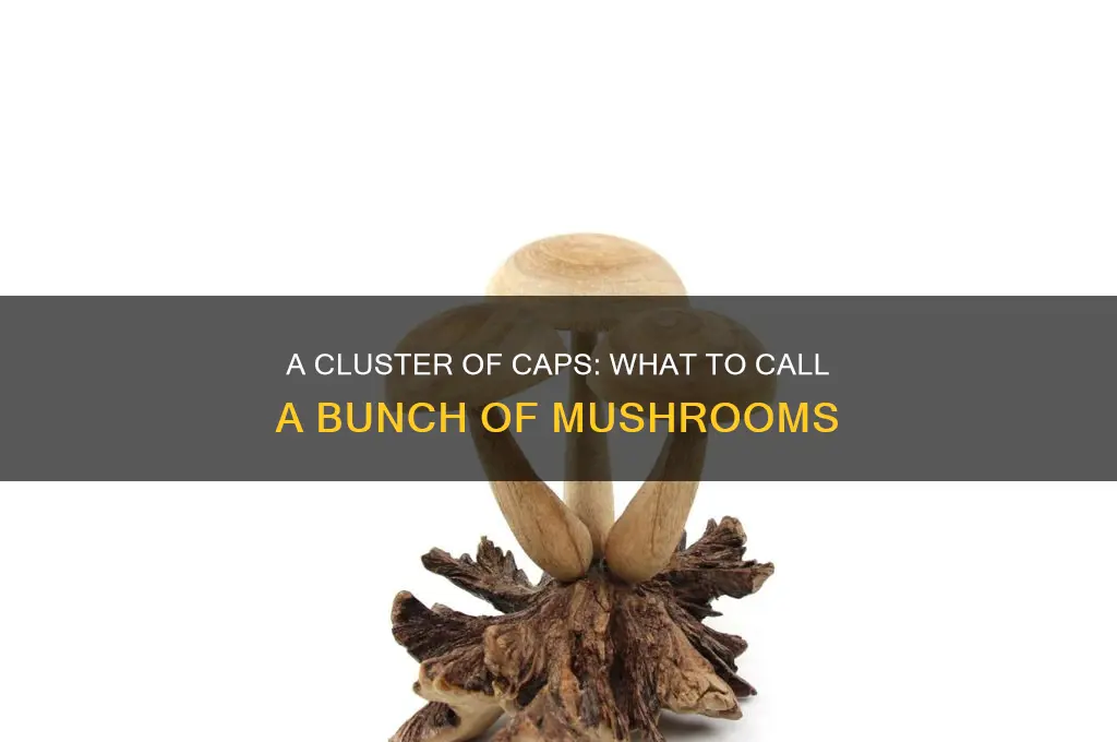 what do you call a bunch of mushroom