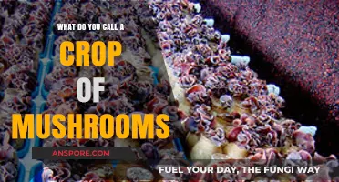 What’s the Collective Term for a Crop of Mushrooms?