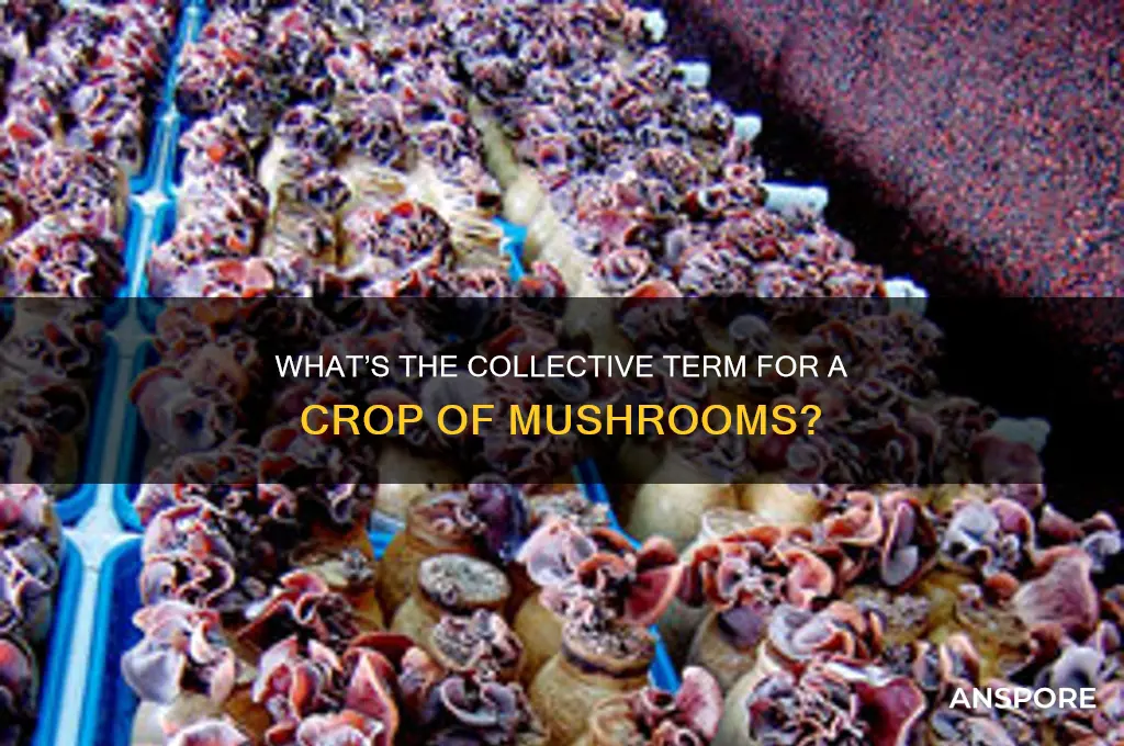 what do you call a crop of mushrooms