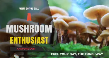 Exploring the Fascinating World of Mushroom Enthusiasts: What’s Their Name?