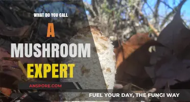 Unveiling the Fascinating World of Mycology: What's a Mushroom Expert Called?
