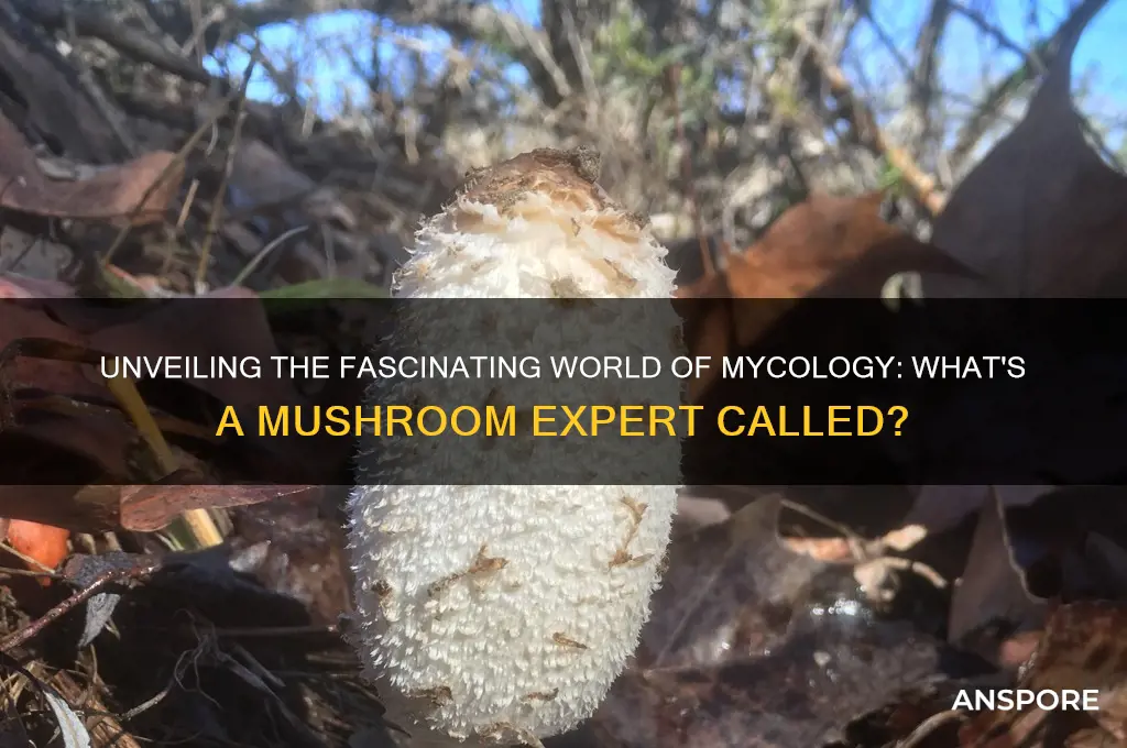 what do you call a mushroom expert