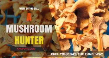 Exploring the Fascinating World of Mushroom Foraging: What's a Mushroom Hunter Called?