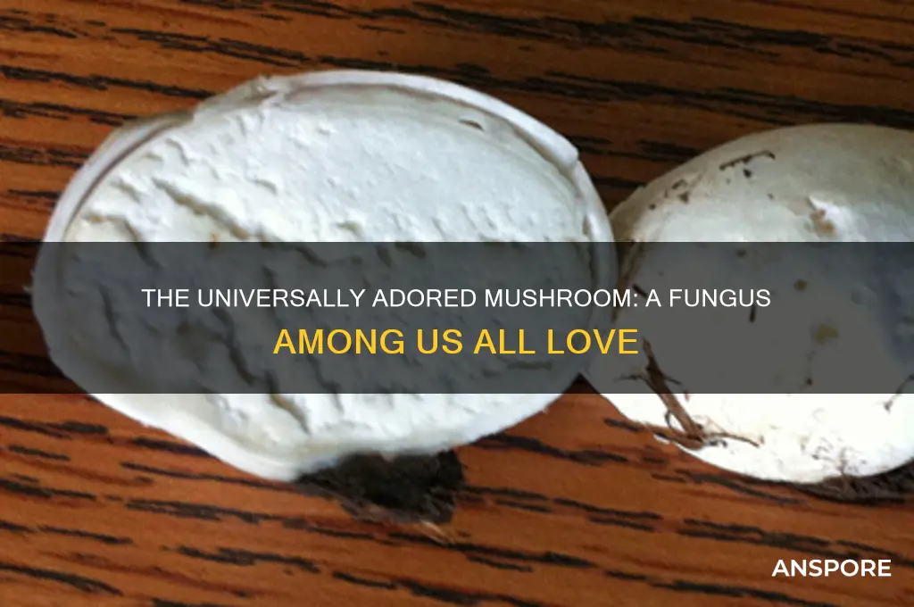 what do you call a mushroom that everyone loves