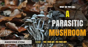 Unveiling the Intriguing World of Parasitic Mushrooms: Their Unique Names and Nature