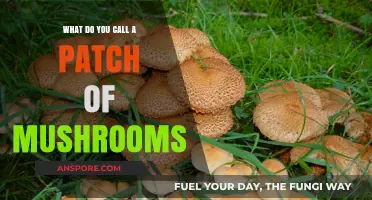 Exploring the Fascinating World of Mushroom Clusters: What’s Their Name?