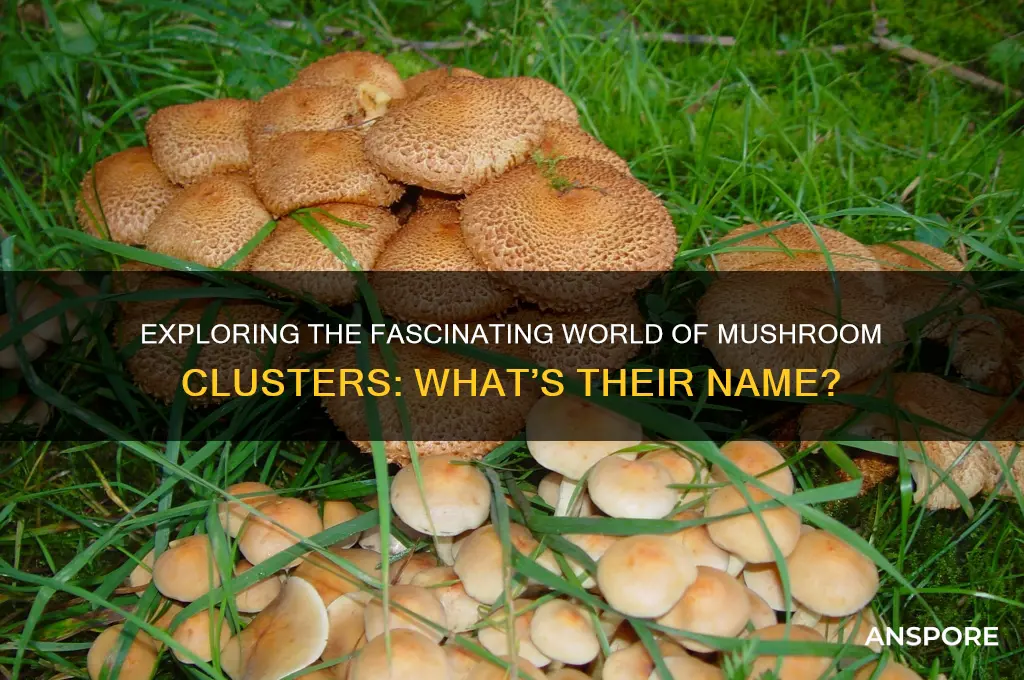 what do you call a patch of mushrooms